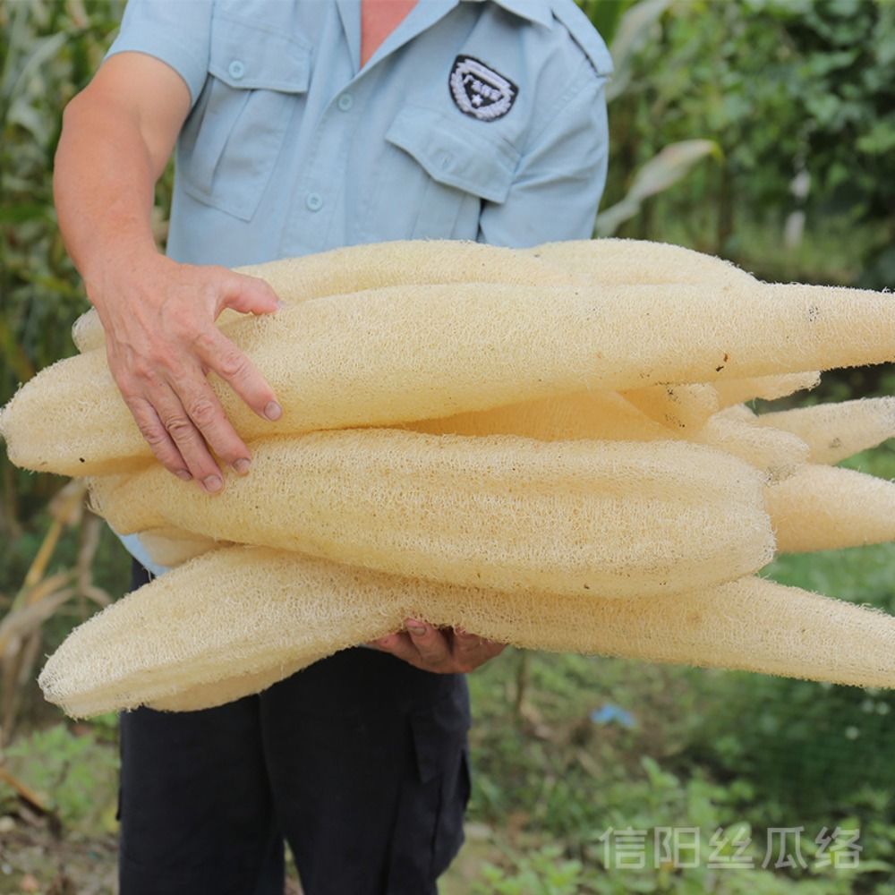 Natural Loofah Luffa Sponge Lo - Body Loofah Natural avis et prix